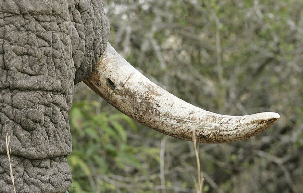 The Illegal Ivory Was Allegedly Sold To Customers In New York And South-East Asia | Afp