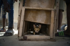 On The Prowl: Mali Child Cat Hunters Honor Age-Old Tradition