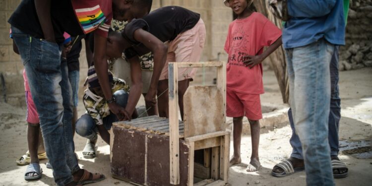 On The Prowl: Mali Child Cat Hunters Honor Age-Old Tradition Their Weapon Of Choice Is A Crate-Like Wooden Trap, Which Contains A Piece Of Mutton As Bait And Can Be Pulled Closed With A Piece Of String | Afp