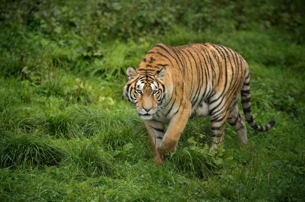 Animal Rights Charity, Four Paws, Says 359 Tigers Were Exported From South Africa From 2011-2020  | Afp