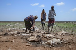 Livelihoods Lost As Climate Disaster Woes Mount In Kenya