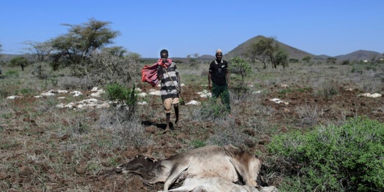 Livelihoods Lost As Climate Disaster Woes Mount In Kenya Marsabit Has Been The Scene Of A Prolonged Drought | Afp