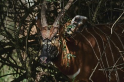 Kenya Launches Bid To Save Wild Bongos From Extinction