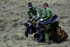 Kenya Launches Bid To Save Wild Bongos From Extinction
