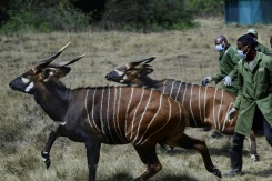 Kenya Launches Bid To Save Wild Bongos From Extinction