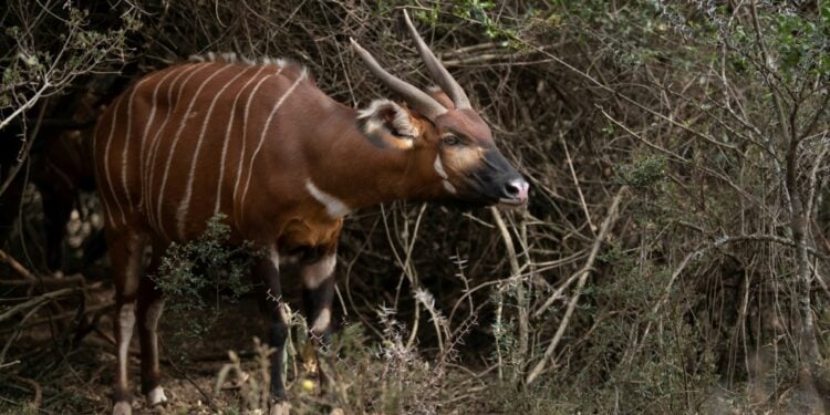Kenya Launches Bid To Save Wild Bongos From Extinction A First Batch Of Mountain Bongos Has Been Released Into A Kenyan Sanctuary, Under A World-Leading Program To Save The Rare Forest Antelope | Afp