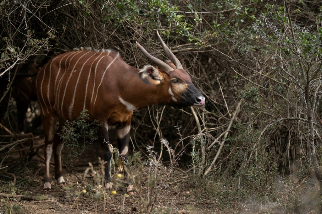 A First Batch Of Mountain Bongos Has Been Released Into A Kenyan Sanctuary, Under A World-Leading Program To Save The Rare Forest Antelope | Afp