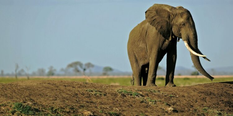 Tanzania Is Renowned For Its Rich Wildlife Including Elephants | Afp