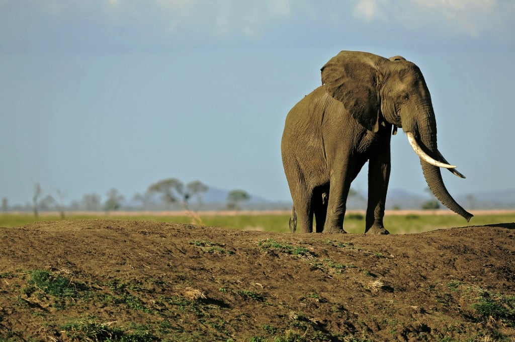 Tanzania Is Renowned For Its Rich Wildlife Including Elephants | Afp