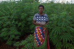 As Tobacco Burns Out, Malawi Looks To Cannabis