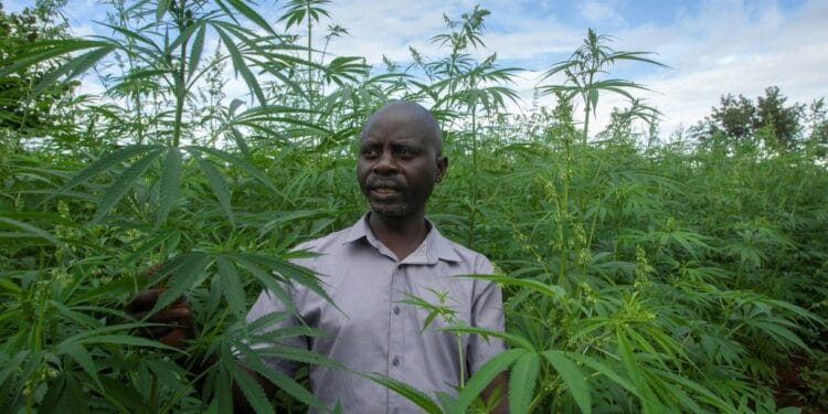 As Tobacco Burns Out, Malawi Looks To Cannabis Malawi Legalised Cannabis Farming For Medicinal And Industrial Use In February 2020 | Afp