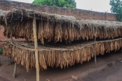As Tobacco Burns Out, Malawi Looks To Cannabis