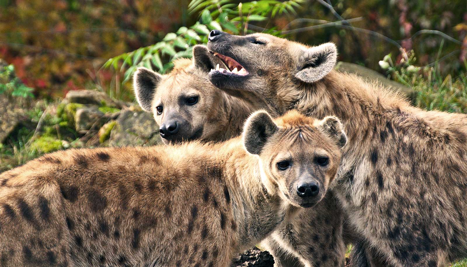 Hyenas.photo/Courtesy