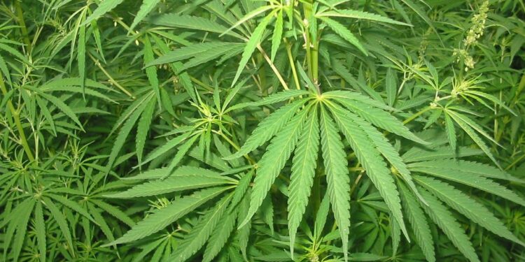 Legalize Bhang