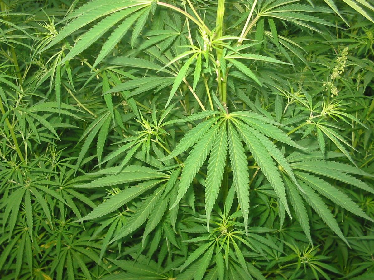 Legalize Bhang