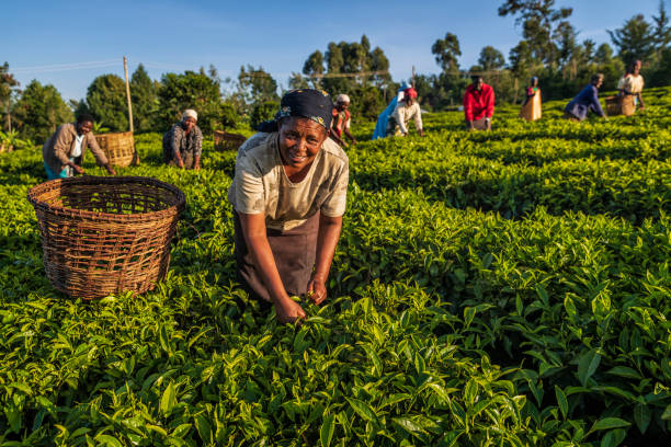 Kenya Ukraine Tea