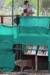 India Welcomes Back Cheetahs, 70 Years After Local Extinction