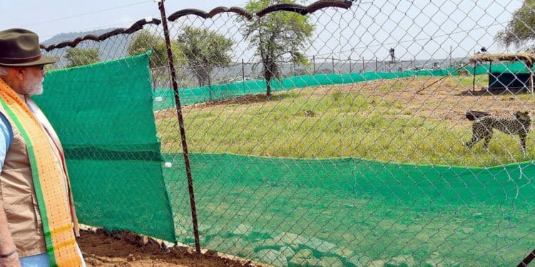 India Welcomes Back Cheetahs, 70 Years After Local Extinction India
