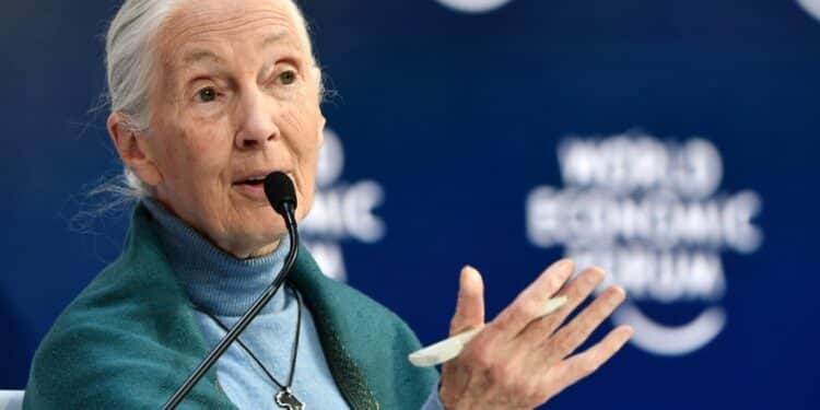 Earth'S Climate Is Changing So Quickly That Humanity Is Running Out Of Chances To Fix It, Primatologist Jane Goodall -- Pictured On January 22, 2020 -- Has Warned In An Interview | Afp