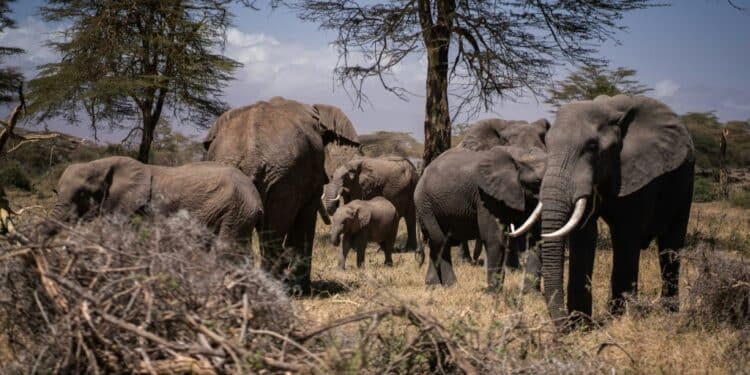 Kenya