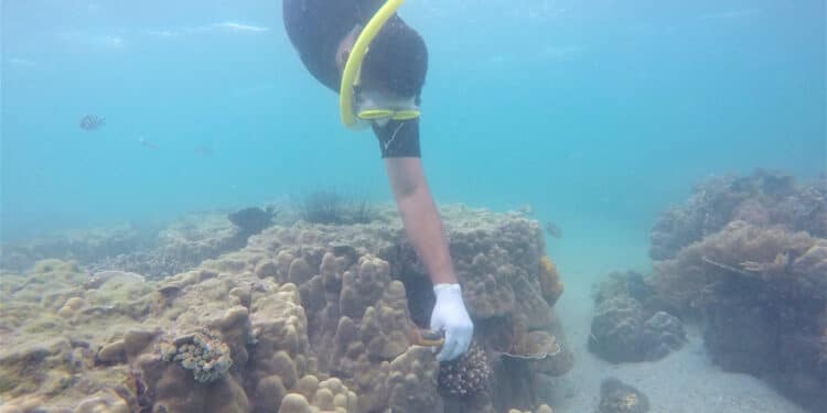 A Diver Plants An Artificial Coral On A Reef On Wasini Island Along The Kenya Coast.women Are Leading A Drive To Restore Dead Corals On The Island.photo/Coast Development Authority