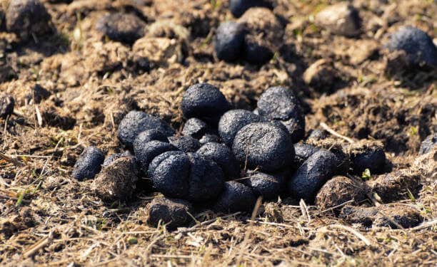 Farmers Urged To Embrace Use Of Donkey Waste For Pest Control Donkey Poop