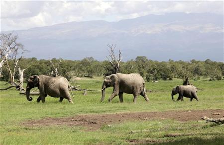 Elephants