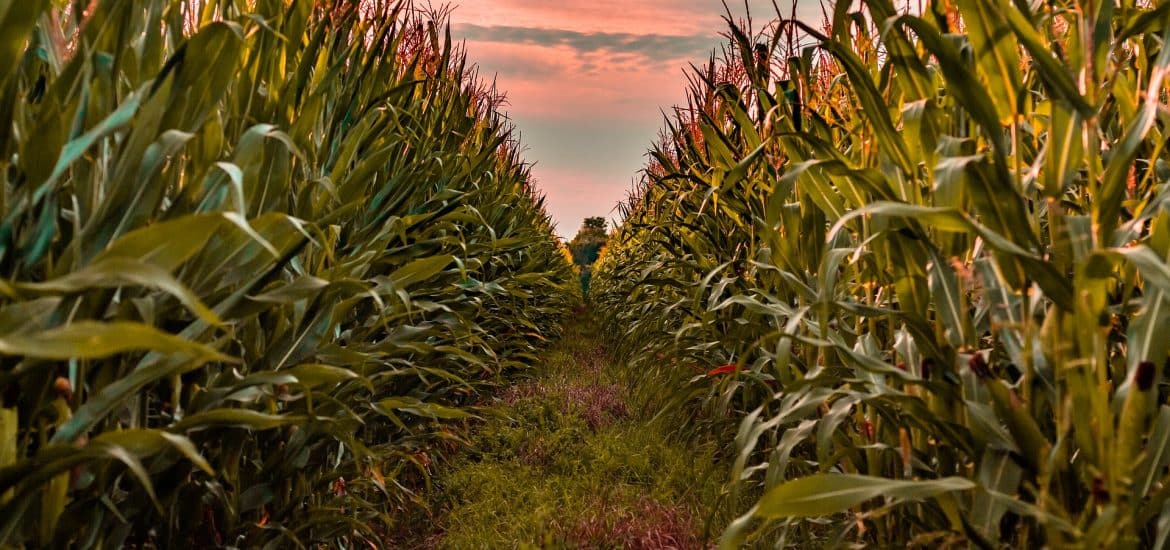 Gmo