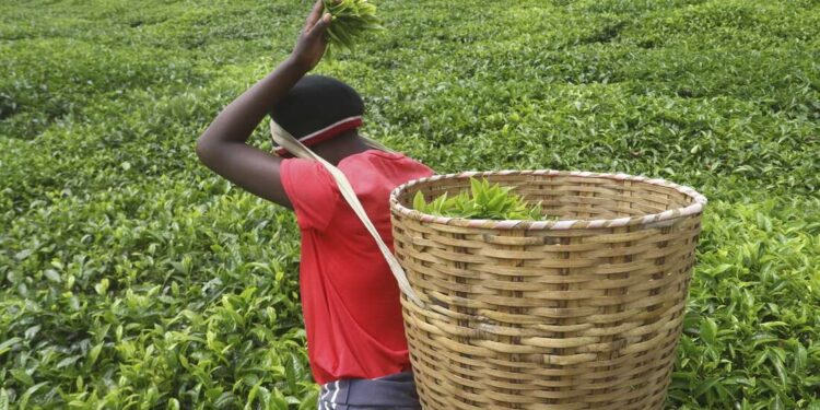 Tea Prices High As Volumes Offered For Sale Decline Tea