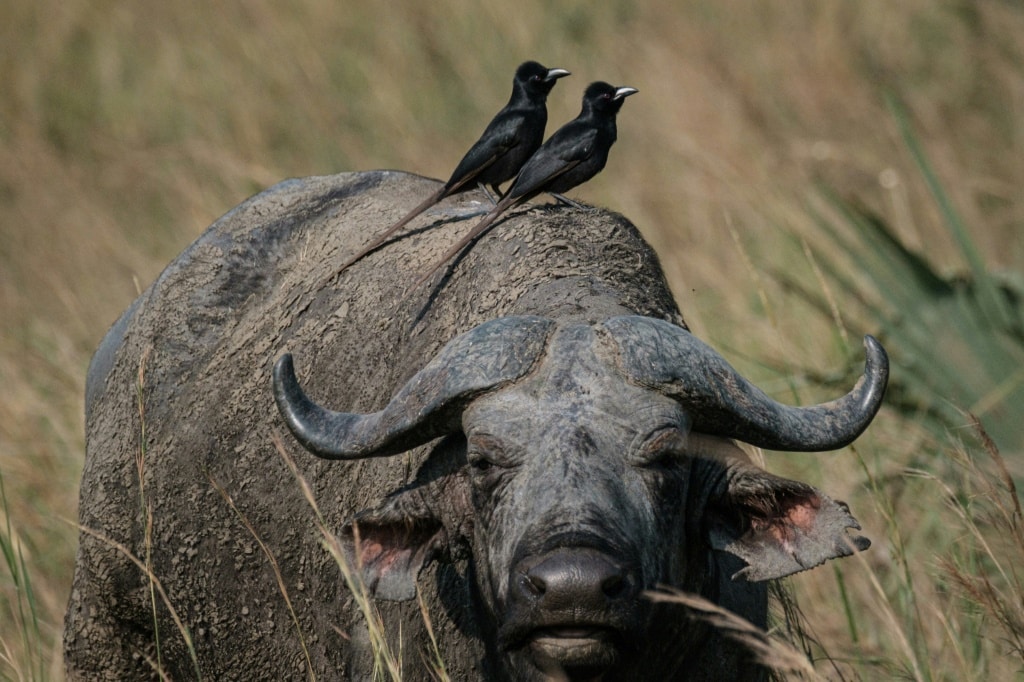 Uganda