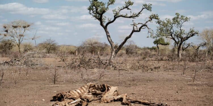 Kenya Is Facing Its Worst Drought In Four Decades | Afp