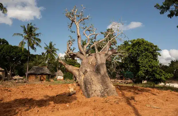 A Baobab Tree That Was Marked For Export.    
Photo: Edwin Ndeke/The Guardian