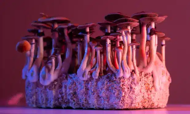Magic Mushrooms. Photograph: Yarygin