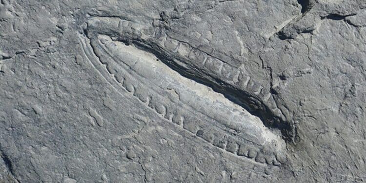 Scientists Discover &Quot;World'S Oldest Meal&Quot; The Kimberella Fossil, Discovered Russia In 2018.
Photo: Dr Ilya Bobrovskiy/Gfz-Potsdam