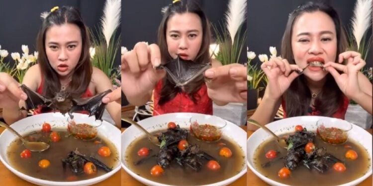 Thai Woman Jailed After Video Of Her Eating Bat Goes Viral Thai