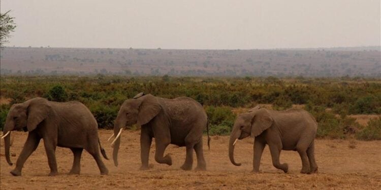 Elephants