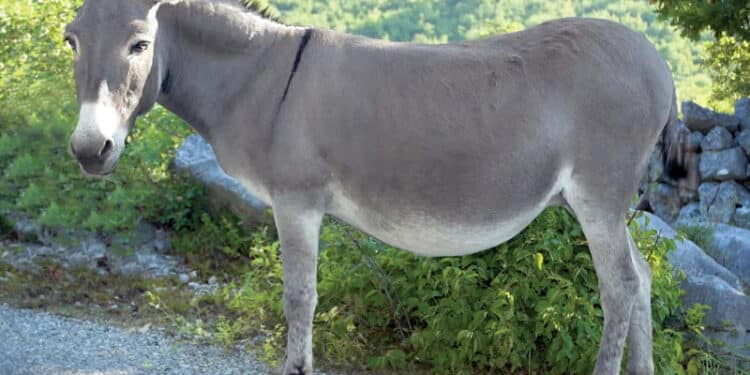 Suspects Who Slaughter Donkeys, Transport Meat To Nairobi, Kiambu Markets Arrested An Image Of A Donkey.photo/Courtesy