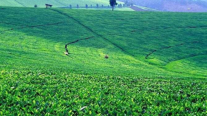 Gachagua Vows To Get Rid Of Tea Sector Cartels Deputy President Rigathi Gachagua Says He Will Get Rid Of Cartels From The Tea Sector .Photo/Courtesy