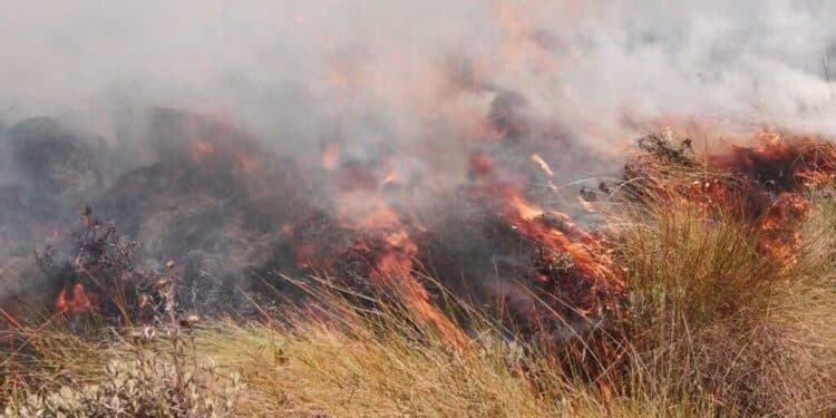 Two Kenya Forest Service Officers Die In Aberdare Forest Inferno Kfs Is Fighting To Contain The Fire That Started Eleven Days Ago.photo/Courtesy