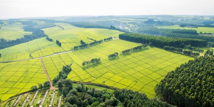 Finlays Tea Estate In Kericho.photo/Courtesy