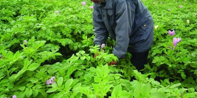 New Partnership To Boost Potato Production In Kenya