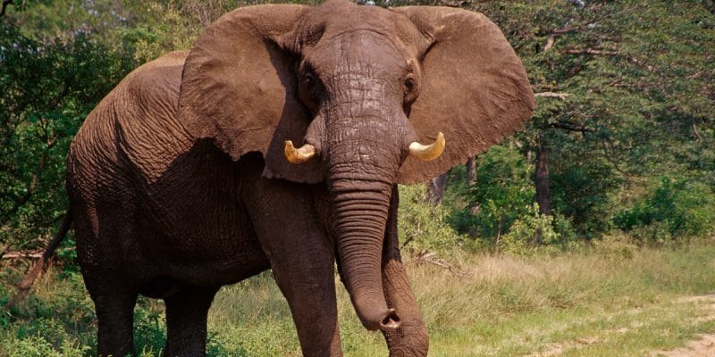 A Lone Jumbo: Photo/Courtesy