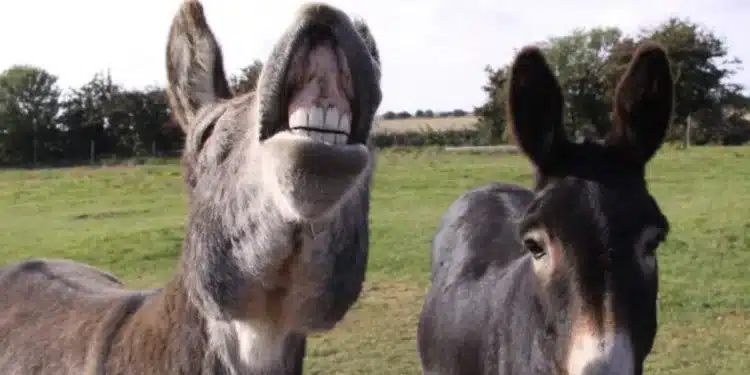 Donkeys :The Beasts Of Burden :Photo/Courtesy
