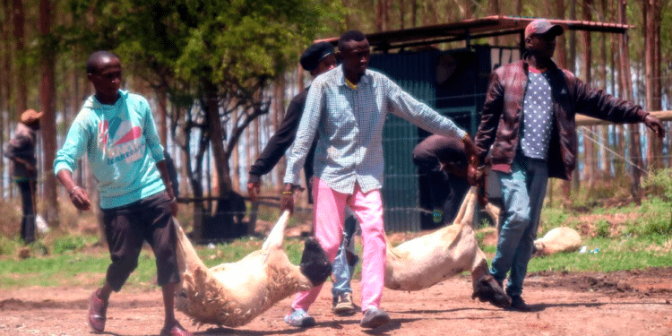 On Monday, March 27, 2023, Bandits Invaded The Kenyatta Family'S Northlands City And Made Off With Livestock. Invaders Breached A Fence In The Kamakis Neighborhood Along The Eastern Bypass And Made Their Way Into Northlands | Photo Courtesy
