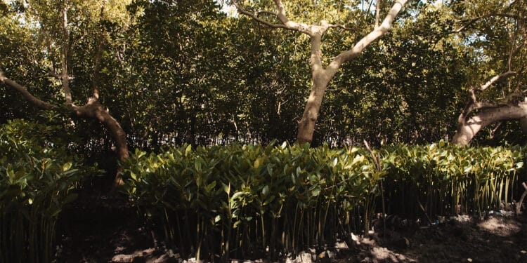 The Youth Pawa Led Mangrove Restoration Project In Miritini Mombasa.photo/Courtesy