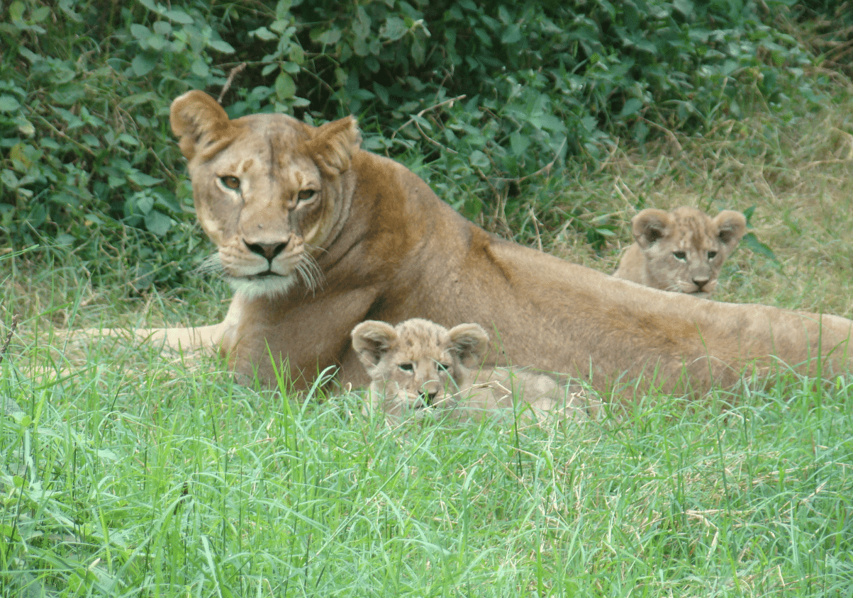 Discover The Beauty And Diversity Of Tourism In Kenya: Everything You Need To Know