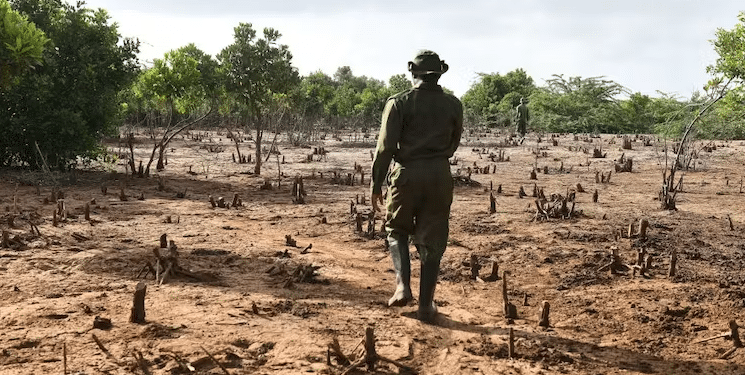 Kenya’s Logging Ban Has Been Lifted – It’s A Political Decision And A Likely Setback For Conservation A Scout From Kenya’s Forest Protection Unit Walks Past Mangrove Tree Stumps In Malindi | Simon Maina/Afp Via Getty Images