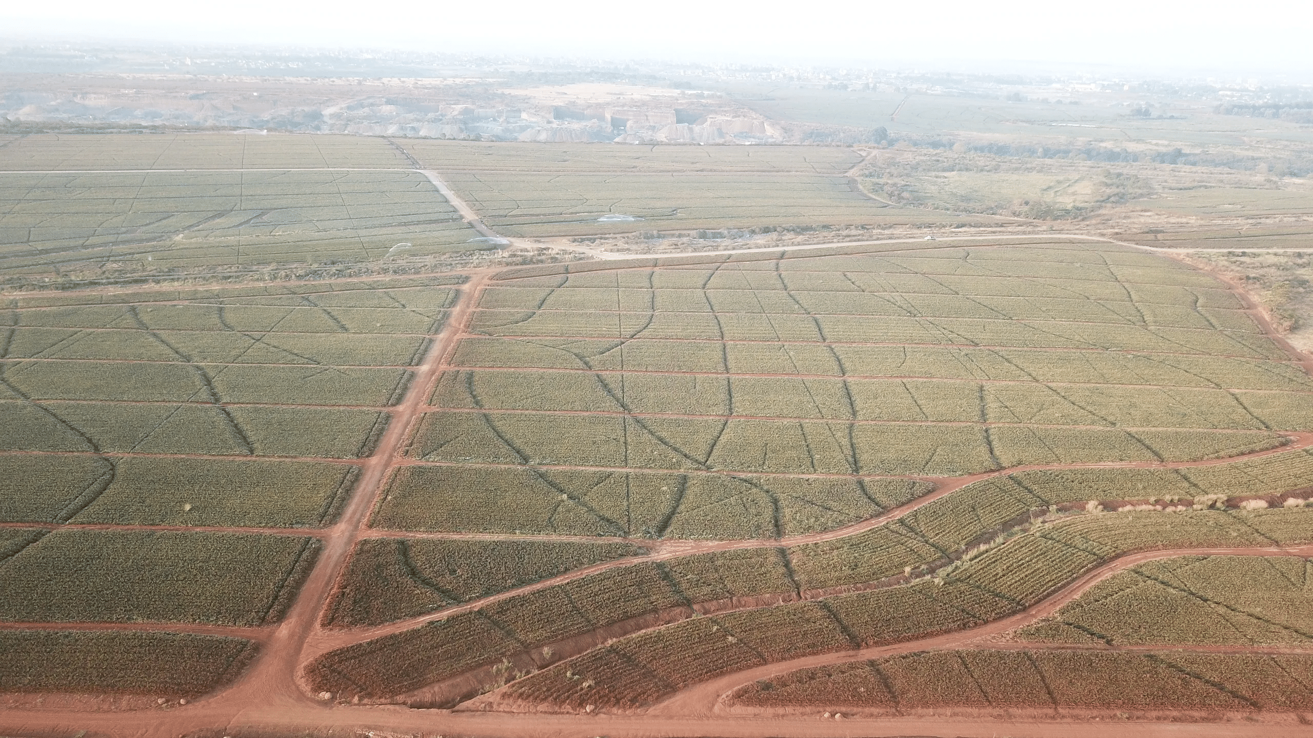 Del Monte'S Enormous Pineapple Farm Covers 80 Sq Km Of Land In Central Kenyaedwin Okoth For Tbij