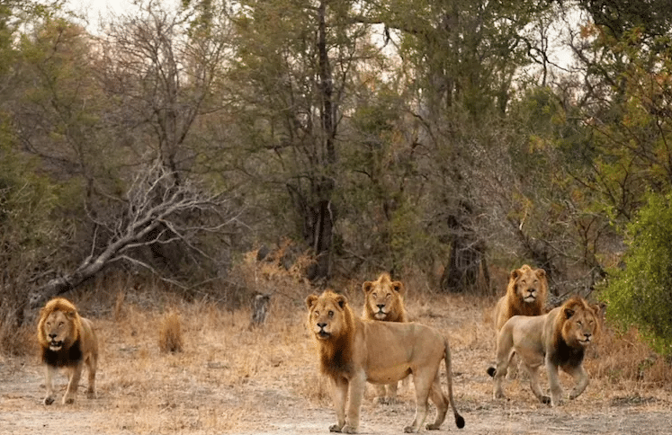 The Fast, Furious, And Brutally Short Life Of An African Male Lion