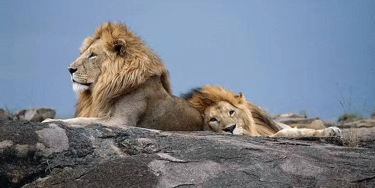 The Fast, Furious, And Brutally Short Life Of An African Male Lion Photo By Deagostini/Getty Images